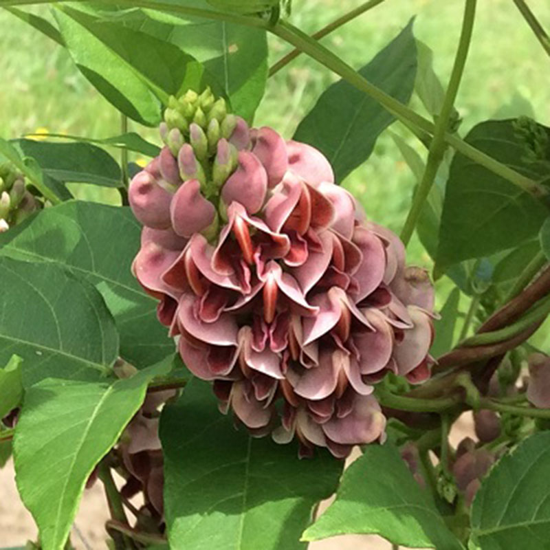 合同会社むっつのたね