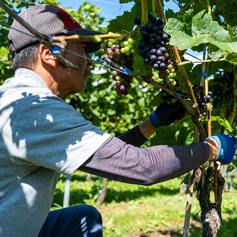 有限会社サンマモルワイナリー