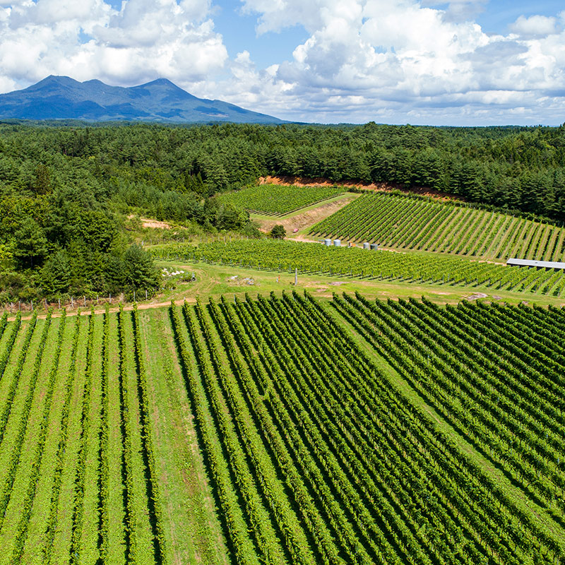 有限会社サンマモルワイナリー