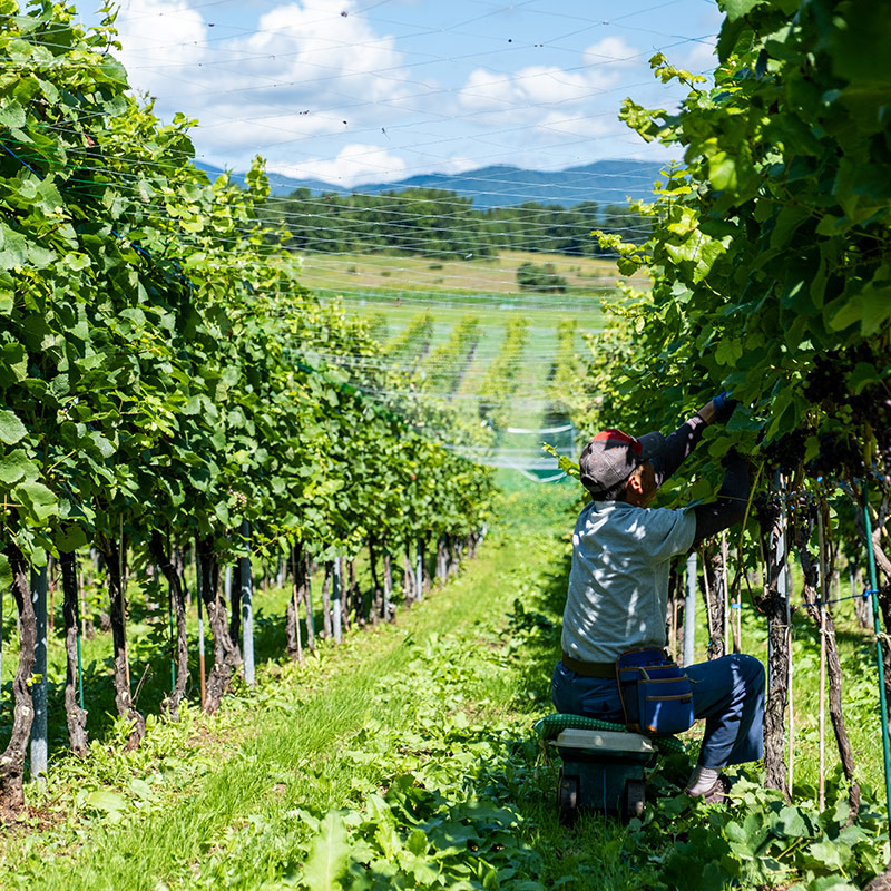 有限会社サンマモルワイナリー