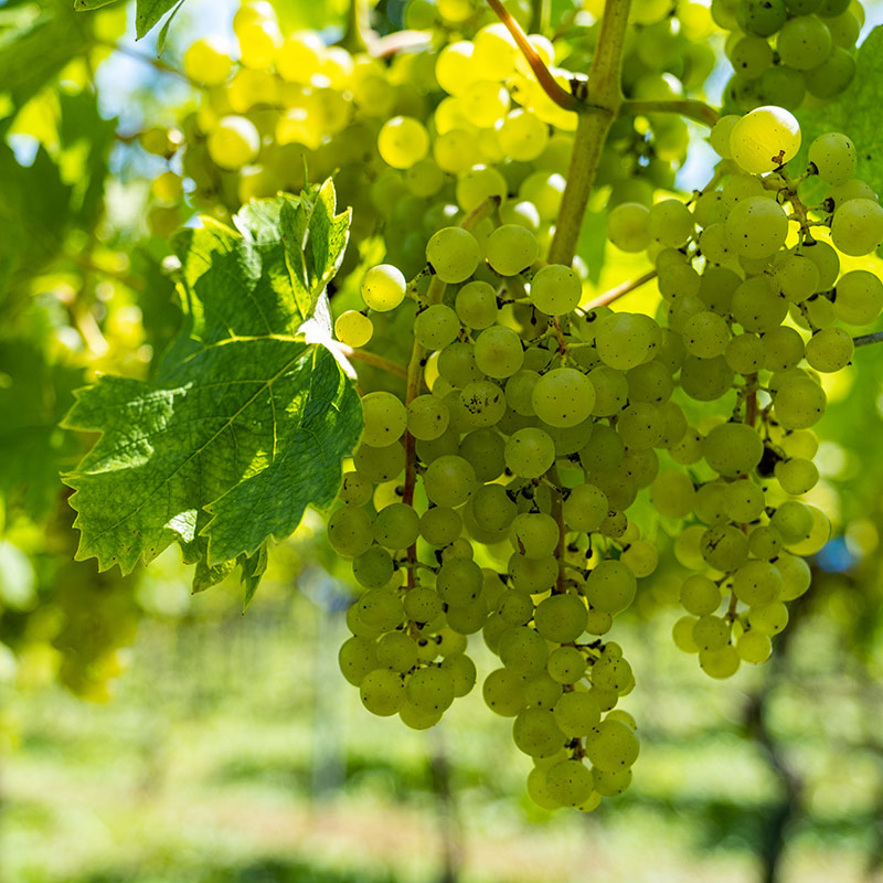 有限会社サンマモルワイナリー