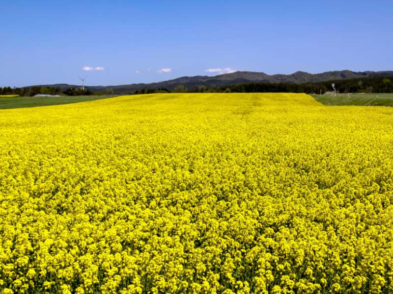 菜の花畑（5月）