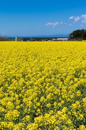 横浜町菜の花畑