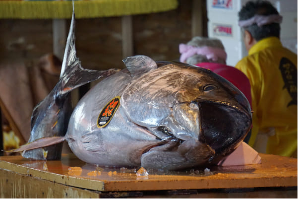 大間マグロ