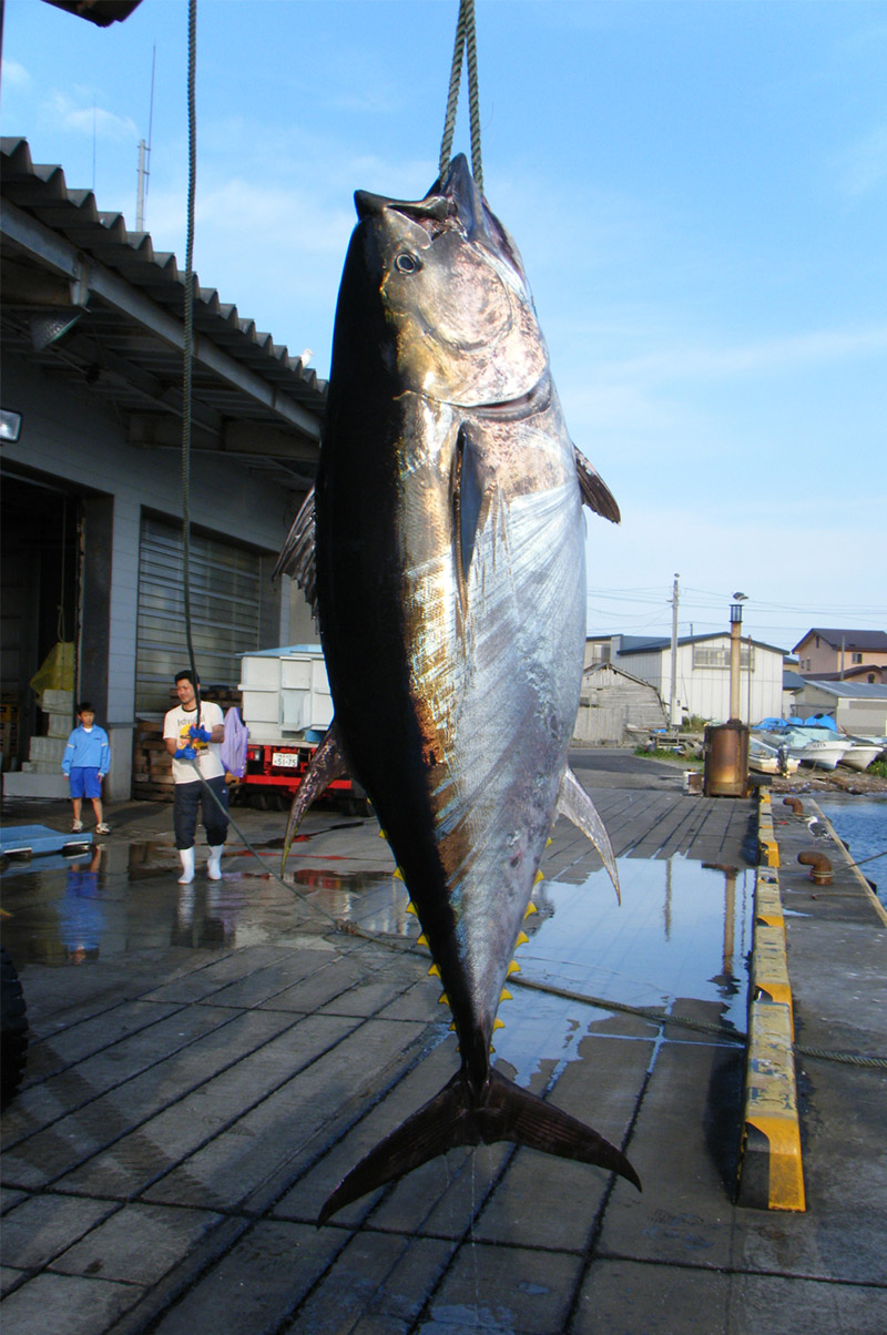 釣り上げられた大間マグロ