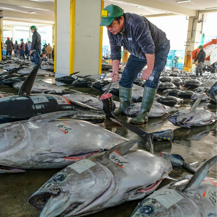 大間マグロを品定めする地元の漁師