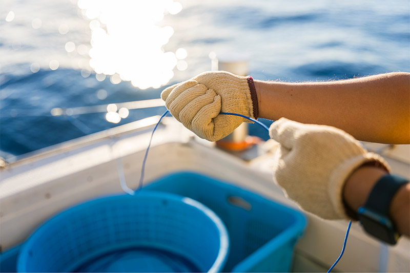 釣り上げられた大間マグロ